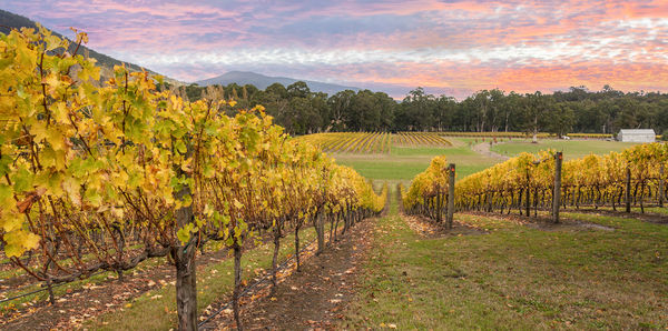 Yarra Valley vineyards